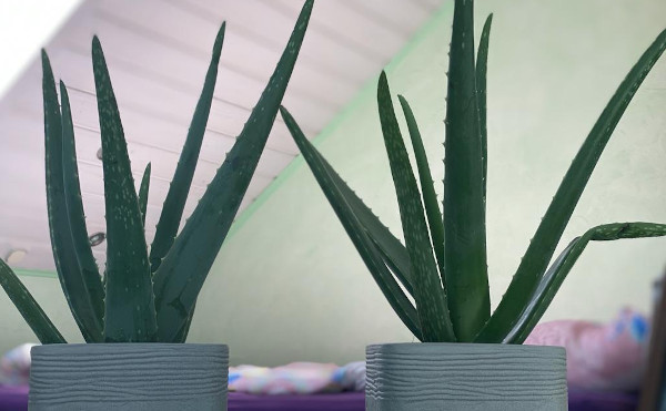Aloe vera im Schlafzimmer