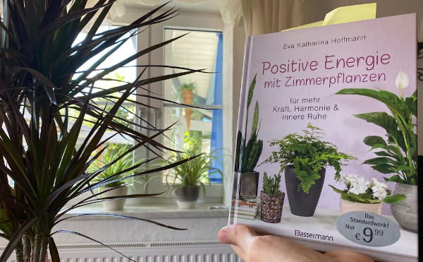 Positive Energie mit Zimmerpflanzen