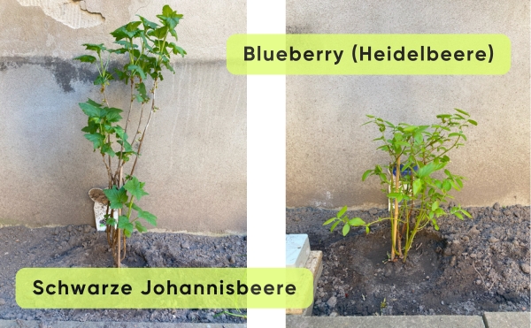 Schwarze Johannisbeere und Heidelbeere in Havelberg