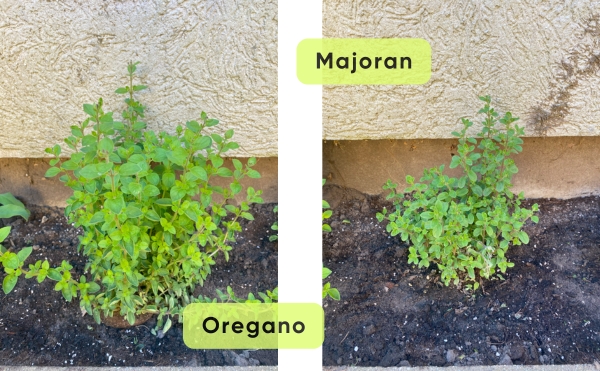 Oregano und Majoran in Havelberg