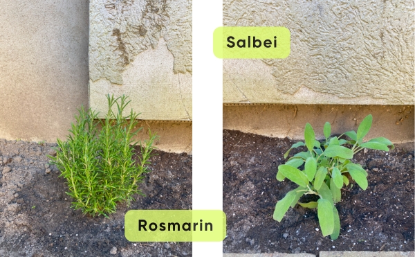 Rosmarin und Salbei in Havelberg