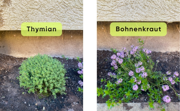 Thymian und Bohnenkraut in Havelberg