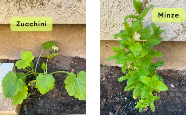 Zucchini und Minze in Havelberg