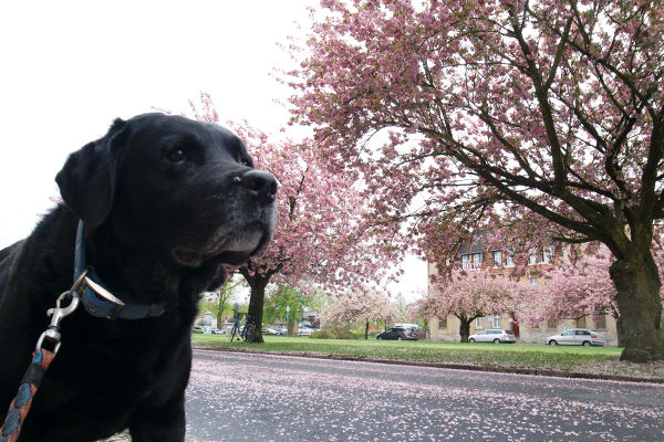 Hund und Kirschblüten